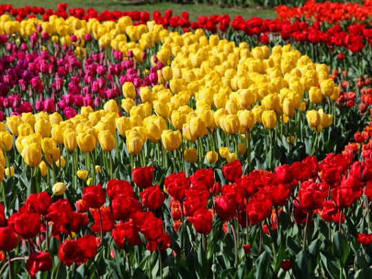 Fête de la Tulipe 2023 Morges - Vaud - Suisse
