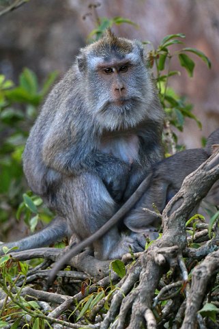 Macaque - Batur Indonésie 2017