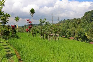 Rizières autour de Belimbing Indonésie 2017