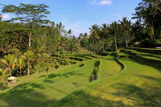 Rizières vers le temple de Gunung Kawi Indonésie 2017