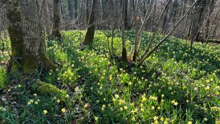 Jonquilles d'Eclépens null