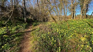 Jonquilles d'Eclépens null