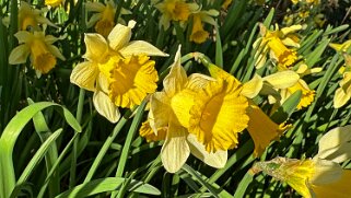 Jonquilles d'Eclépens null