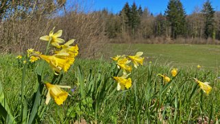 Jonquilles d'Eclépens Vaud - Suisse