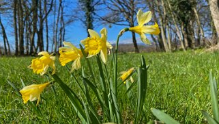 Jonquilles d'Eclépens Vaud - Suisse