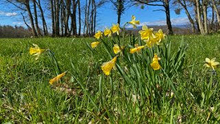 Jonquilles d'Eclépens Vaud - Suisse