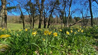 Jonquilles d'Eclépens Vaud - Suisse