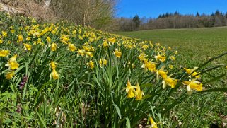 Jonquilles d'Eclépens Vaud - Suisse