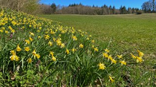 Jonquilles d'Eclépens Vaud - Suisse