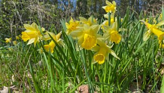 Jonquilles d'Eclépens Vaud - Suisse