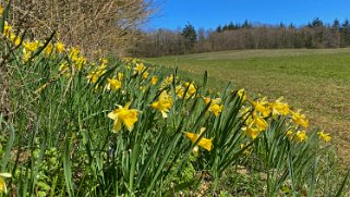 Jonquilles d'Eclépens Vaud - Suisse