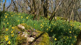 Jonquilles d'Eclépens Vaud - Suisse