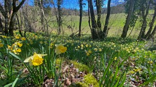 Jonquilles d'Eclépens Vaud - Suisse