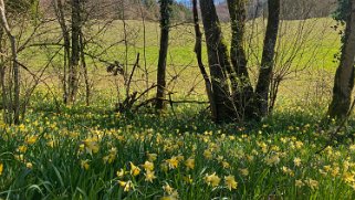 Jonquilles d'Eclépens Vaud - Suisse