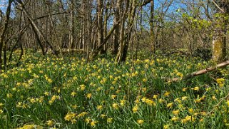 Jonquilles d'Eclépens Vaud - Suisse