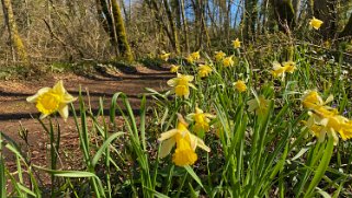 Jonquilles d'Eclépens Vaud - Suisse