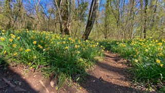 Jonquilles d'Eclépens Vaud - Suisse