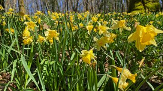 Jonquilles d'Eclépens Vaud - Suisse