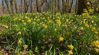 Jonquilles d'Eclépens Vaud - Suisse