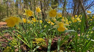 Jonquilles d'Eclépens Vaud - Suisse