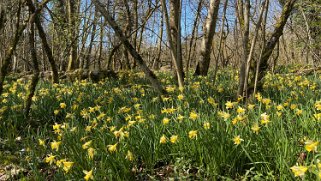 Jonquilles d'Eclépens Vaud - Suisse