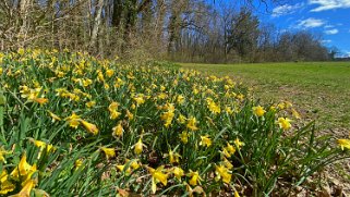 Jonquilles d'Eclépens Vaud - Suisse