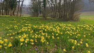 Jonquilles d'Eclépens Autour de chez moi