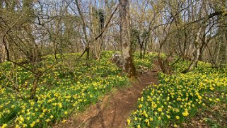 Jonquilles d'Eclépens Autour de chez moi