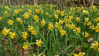 Jonquilles d'Eclépens Autour de chez moi