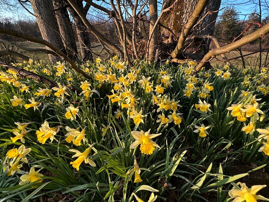 Les Jonquilles d'Eclépens Vaud - Suisse