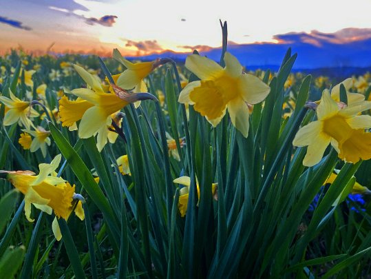 Les Jonquilles d'Eclépens Vaud - Suisse