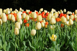 Fête de la Tulipe - Morges Fête de la Tulipe 2023 - Morges