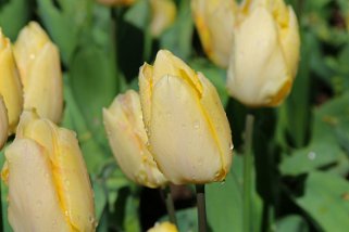 Fête de la Tulipe - Morges Fête de la Tulipes 2023 - Morges