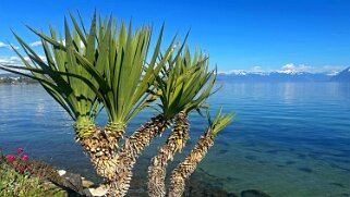 Fête de la Tulipe - Morges null