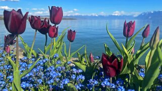 Fête de la Tulipe - Morges null