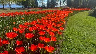 Fête de la Tulipe - Morges null