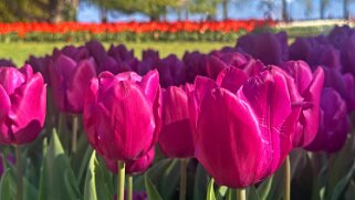Fête de la Tulipe - Morges null