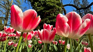 Fête de la Tulipe - Morges null