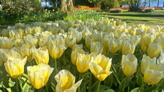 Fête de la Tulipe - Morges null