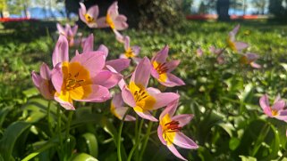 Fête de la Tulipe - Morges null