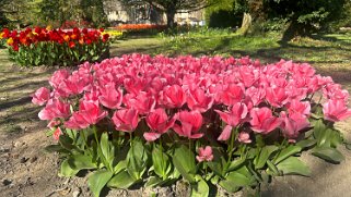 Fête de la Tulipe - Morges null