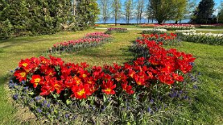 Fête de la Tulipe - Morges null