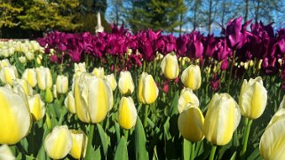 Fête de la Tulipe - Morges null