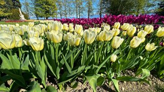 Fête de la Tulipe - Morges null