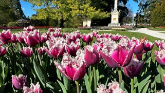 Fête de la Tulipe - Morges null