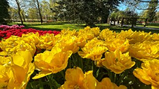 Fête de la Tulipe - Morges null