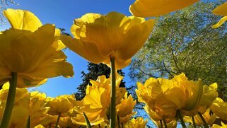 Fête de la Tulipe - Morges null