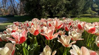 Fête de la Tulipe - Morges null