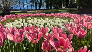 Fête de la Tulipe - Morges null