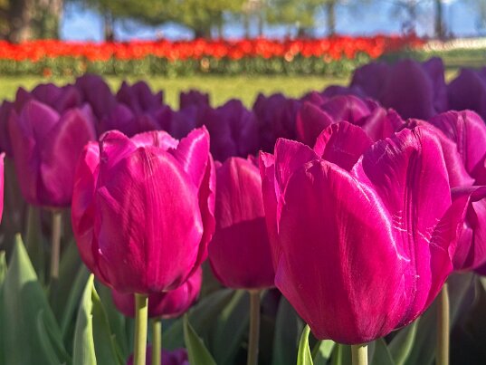 Fête de la Tulipe 2026 Morges - Vaud - Suisse
